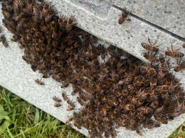 adur-pest-control (12)-kireth-ai